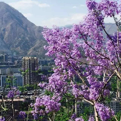 黑珍珠变成了绿翡翠!4月22号蓝花楹生态旅游节,我们一起去西区耍!-