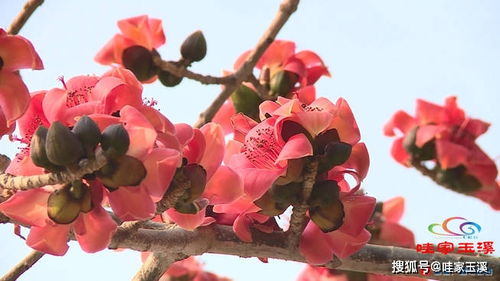 叮 你有一份元江攀枝花的邀请