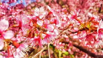 赏花攻略 攀枝花人元旦别走远,你家附近就是 花花世界