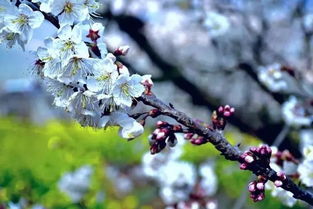 米易黄草樱桃花开俏争春
