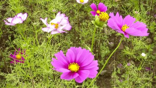ta竟藏在这里 攀枝花这片格桑花海惹人醉