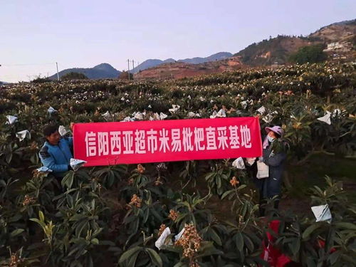从嘴里甜到心里的 米易枇杷