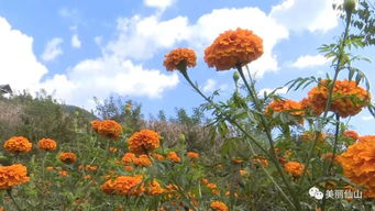 终于等到了 攀枝花延绵20多公里的 奇幻菊花海 ,就藏在这里