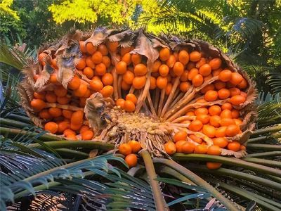重磅】攀枝花有望打造一个“远古生物科普宣教基地”!地址在这里…_攀枝花市