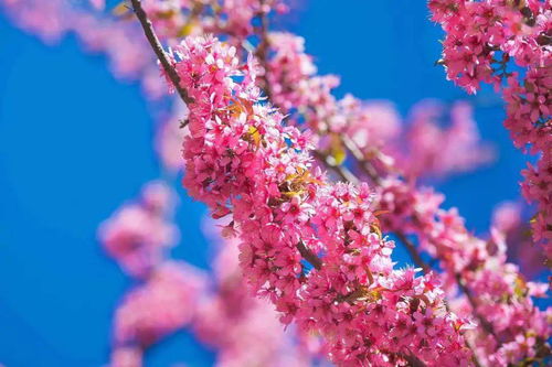 冬樱花强势 粉刷 攀枝花,粉色世界等你打卡