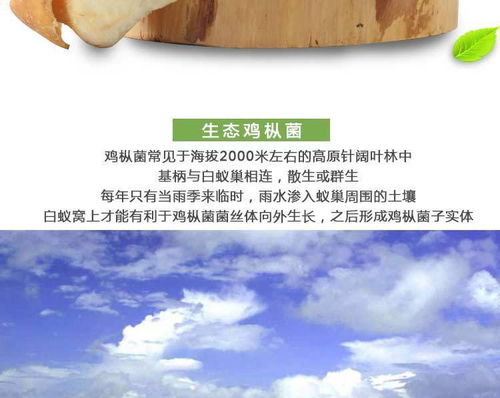 攀枝花特产佰菇行三源河高海拔野生鸡枞菌鸡菌250g 盒全国包邮