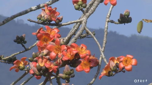 金平县 攀枝花开红艳艳