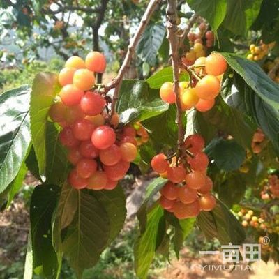 樱桃四川攀枝花仁和区_批发_供应-一亩田农业网_专业的农产品信息商务平台