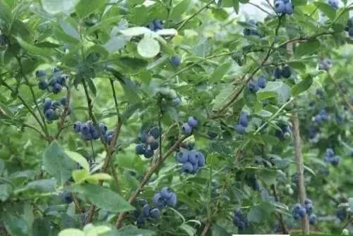 攀枝花的 蓝胖纸 即将上市啦 为你献上摘蓝莓攻略