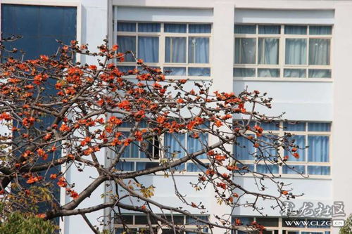 寻找攀枝花