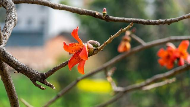 组图 丽江永胜攀枝花开