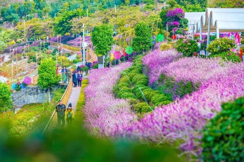 攀枝花迎来了四川的早春,成都人赶快约起来