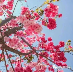 最全整理 攀枝花主要赏花景区地点 联系方式 踏青赏花快约起来