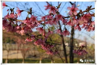米易的樱花 攀枝花公园的梅花都开了,假期千万不要错过