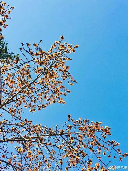 对不起,我要去攀枝花了