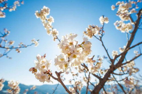 不负春光 攀枝花人民开启 云赏花 模式