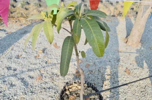 攀枝花人家家都有的仁和20年老字号,居然是ta 你吃过吗