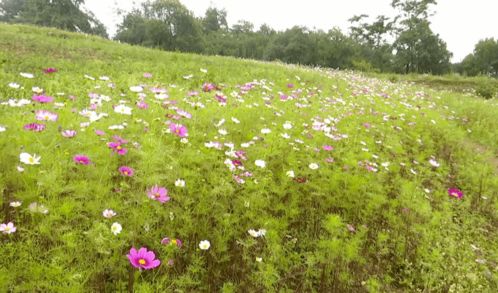 ta竟藏在这里 攀枝花这片格桑花海惹人醉