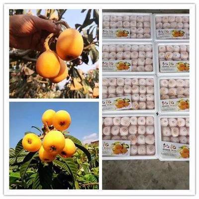 品攀枝花五星枇杷，享舌尖上的自然馈赠