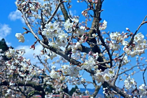 攀枝花人注意 明日起这些新规将影响你的生活