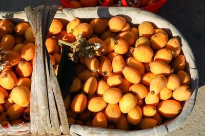 冬日里的黄金珍果 探秘米易枇杷的早春传奇