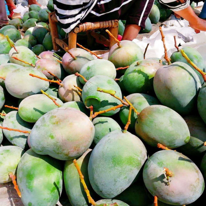 攀枝花水果名片——阳光之城的芒果盛宴