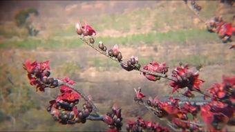 攀枝花 一座被阳光与钢铁定义的城市