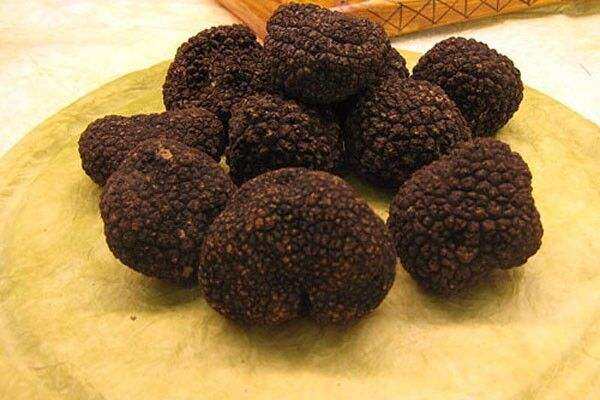 攀枝花 中国黑松露的秘密宝藏