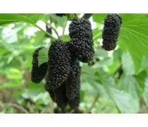 盐边县华威种植家庭农场 品味攀枝花自家产新世纪芒果的自然甘甜