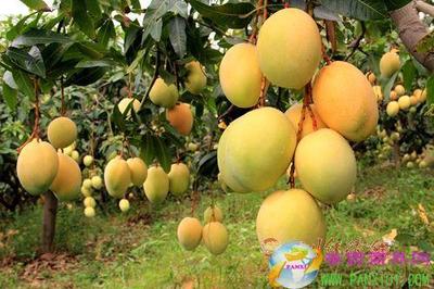 米易携手成都搭建农特产品直销渠道，攀枝花特色农业产销模式成效显著