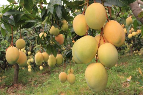 地理视角下的春节 从节庆文化到年货经济的地理解读——以攀枝花为例